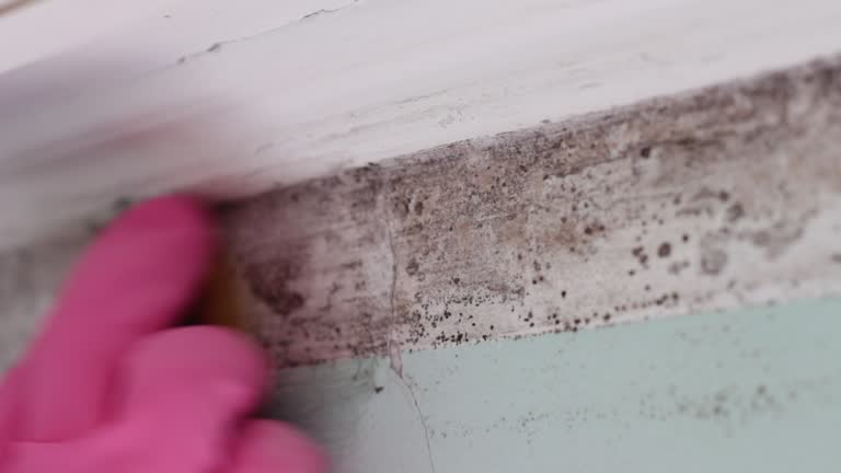 Environmental Consulting for Mold Prevention in Rocky Mount, VA